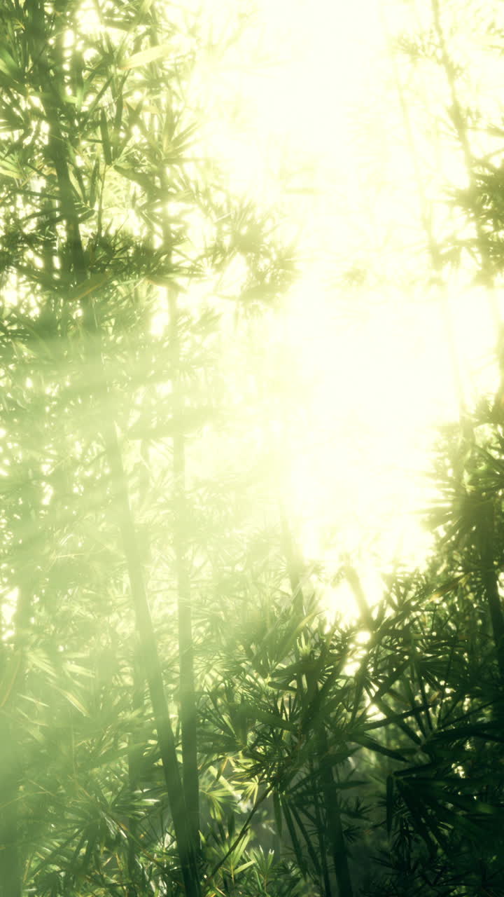 대나무 숲의 빛