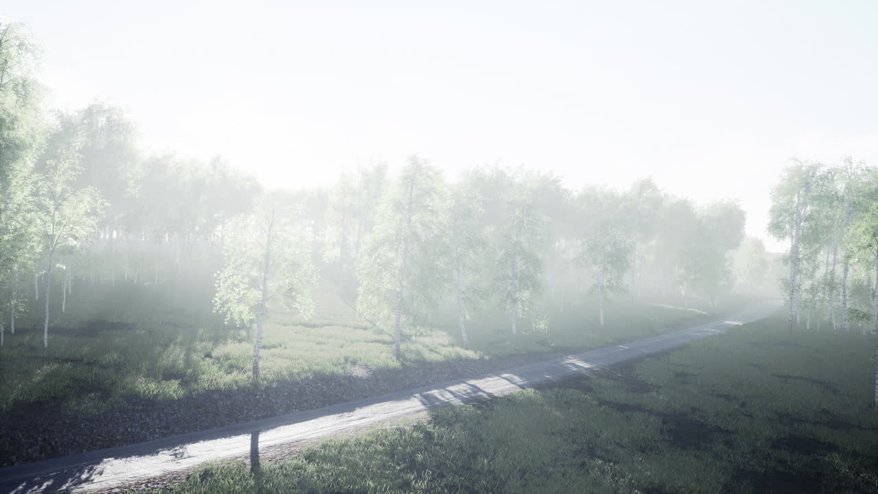 여름 숲을 가로질러  ⁇ 은 길