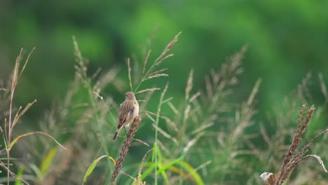 Seen preening itself while on top of a dried grass flower moving with the wind in the morning, Amur Stonechat or Stejneger&#039;s Stonechat Saxicola stejnegeri, Thailand