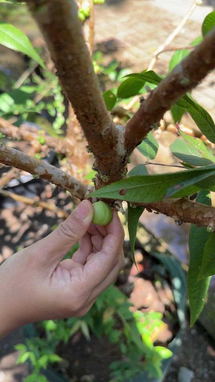 Hand Picking a Small Green Jabuticaba Fruit from a Tree