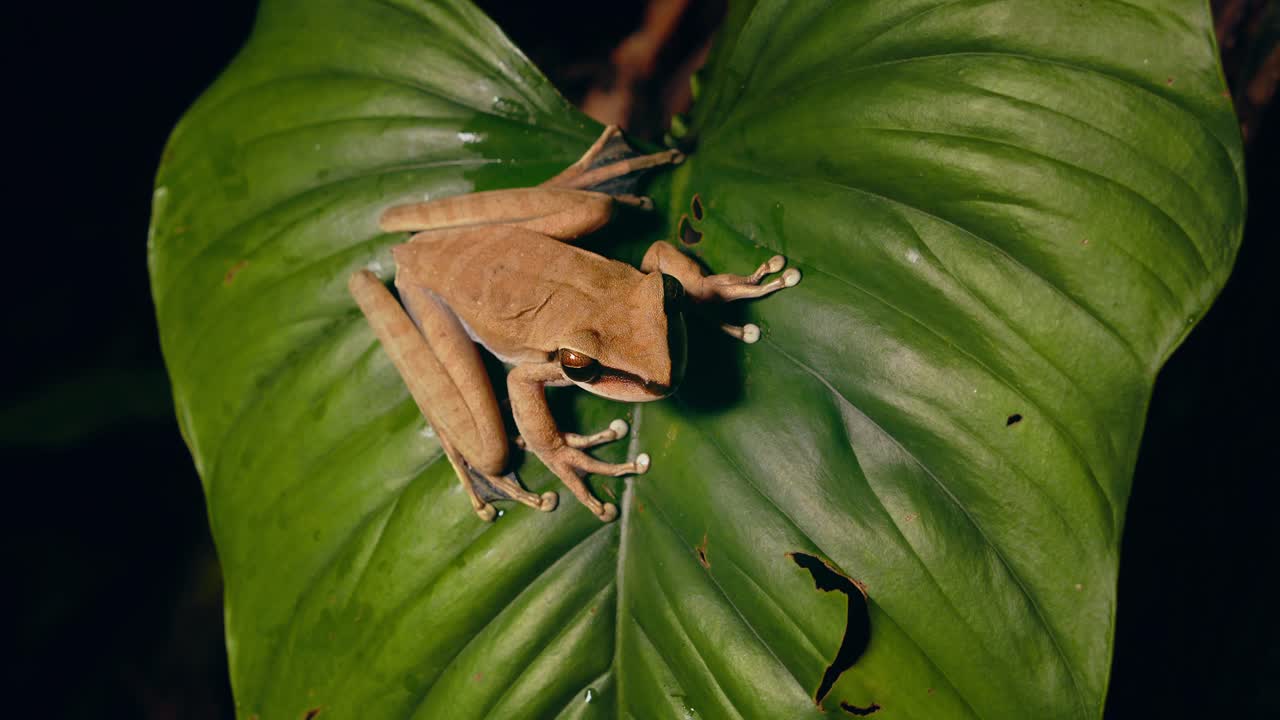 밤에 페루 열대 우림의 큰 잎에 자리 잡은 아름다운 청개구리