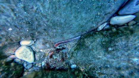 strange-worm-walking-in-the-middle-of-the-rocks