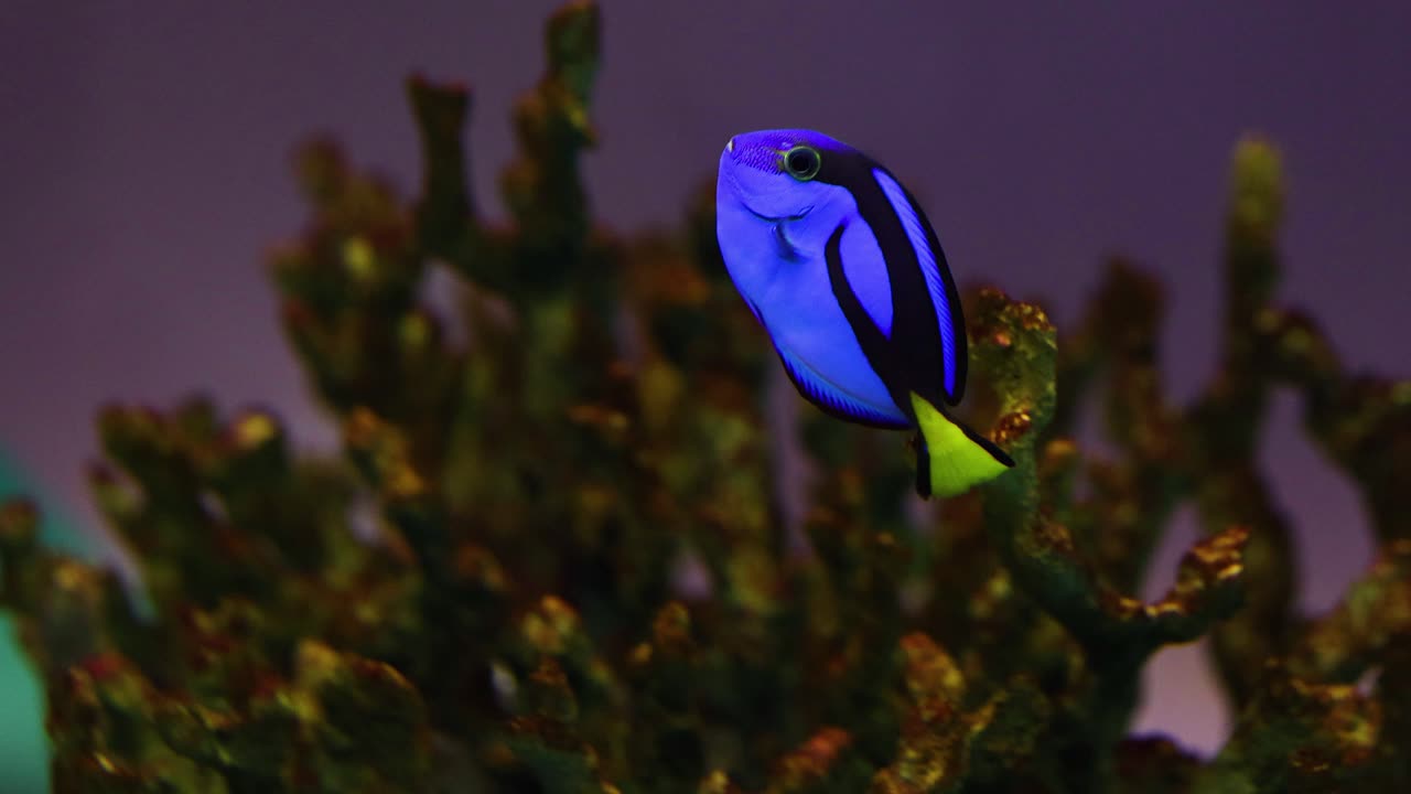 Vibrant blue tang fish navigating coral reef