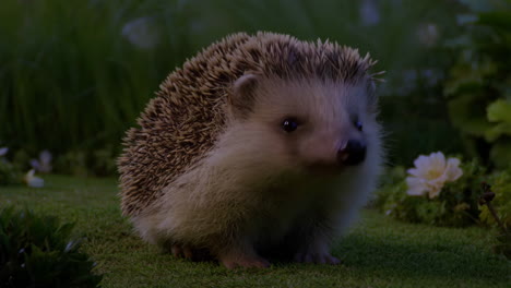 A cute hedgehog in a garden