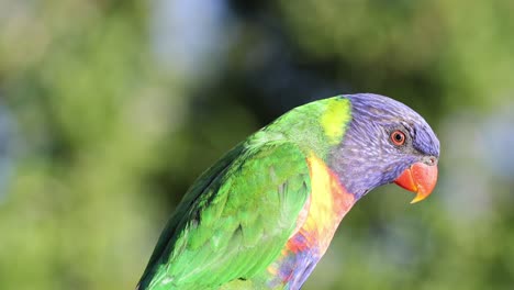 un loro limpiando sus plumas