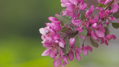 beautiful bright, pink crabapple blossoms blooming in the spring