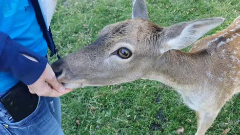 Hermoso-Ciervo-Joven-Está-Comiendo-Maíz-De-Una-Mano-Humana