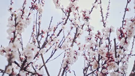 camera moves from right to left, around a blossoming apricot branch changing focus, slow motion