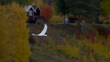 Graceful-Swan-flying-through-golden-scenery-in-nordic-settlement---Wide-tracking-shot