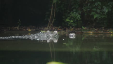 crocodile lurking in dark jungle water at night