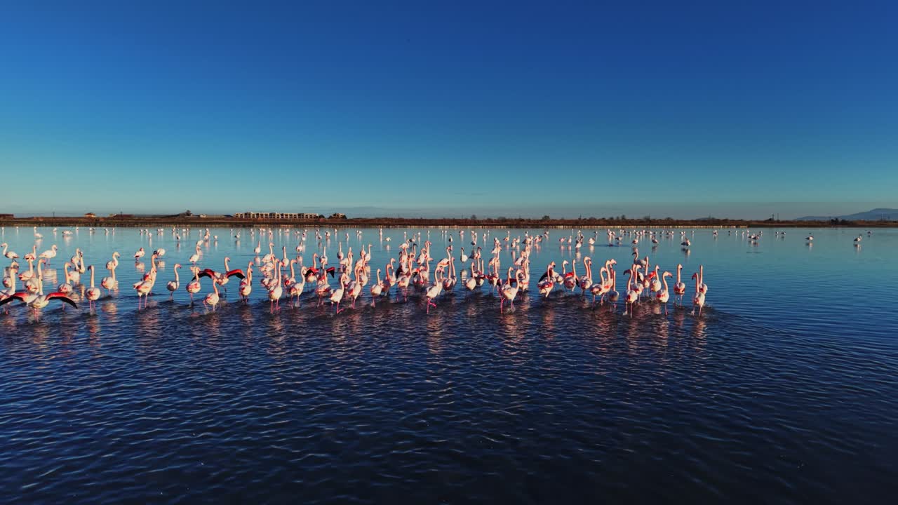 Flamingos gather in water during the day at a natural habitat