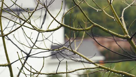 Cámara-Lenta-De-Gota-De-Lluvia-Cayendo-De-La-Rama-De-Un-árbol-En-Un-Día-Lluvioso-En-Los-Suburbios-De-La-Ciudad