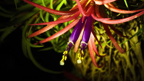 lapso de tiempo de floración de la planta de aire