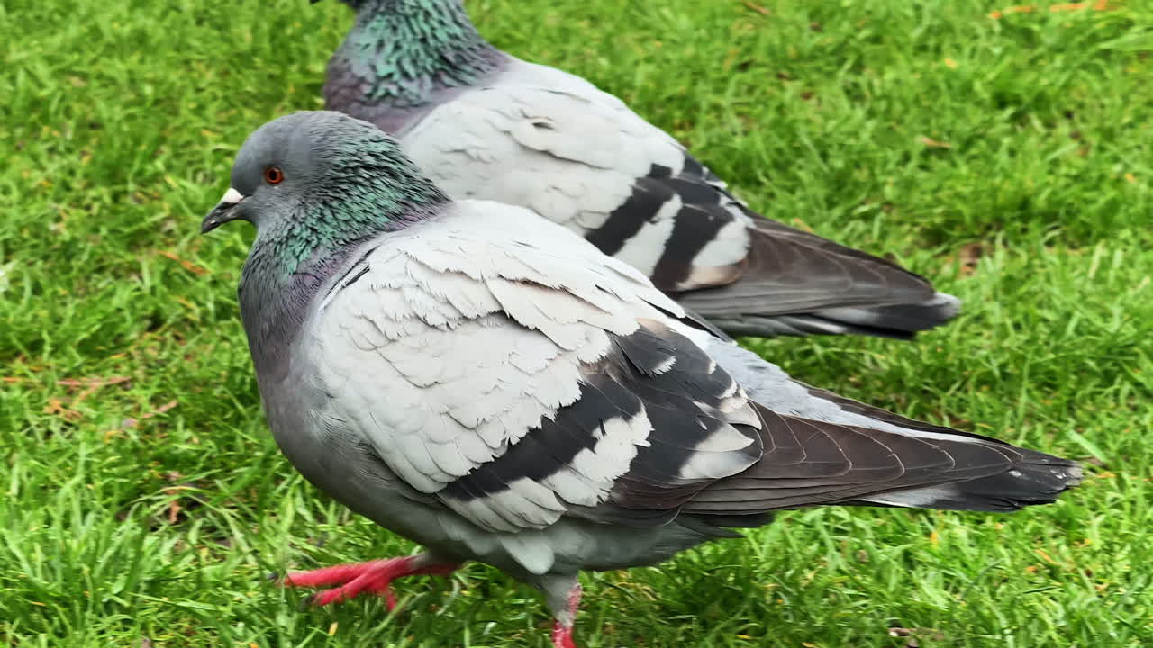 Pigeons walking on green grass in park. Pigeons stroll across the lush green grass in a park, showcasing their natural behavior during a sunny day