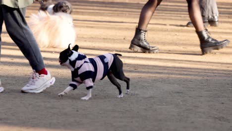 dog in striped shirt enjoys park