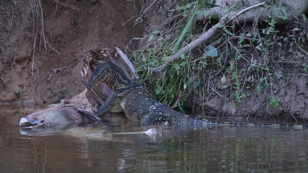 monitor de agua asiático, varanus salvator, comiendo el cadáver de un ciervo sambar, parque nacional khao yai, tailandia