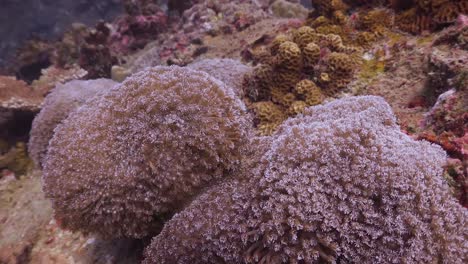 soft coral colony wide to close shot on koh tao, thailand