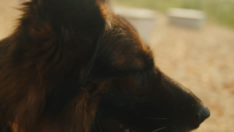 german shepherd profile