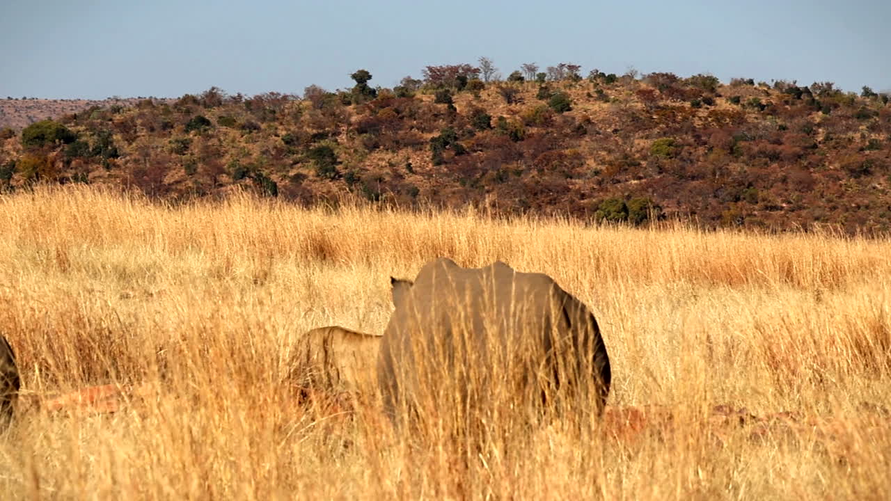 Mother Rhino and her calf cautiously observe a Lioness in Africa, powerful wildlife interaction on safari