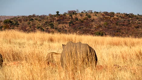 mother rhino and her calf cautiously observe a lioness in africa, powerful wildlife interaction on safari