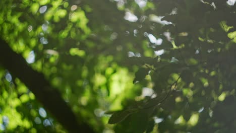 hojas de bosque