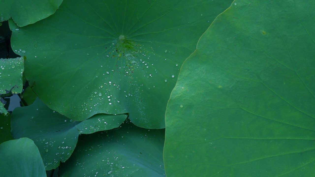4K footage ,water drops on a green leaf lotus in morning time,select focus.