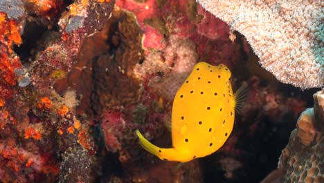 yellow boxfish swimming on colourful coral reef in the tropics