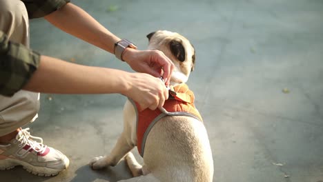 Woman-Fastens-A-Collar-On-Her-Beige-Pug-Dog-With-A-Leash-Outdoors,-Puppy-Patiently-Waiting