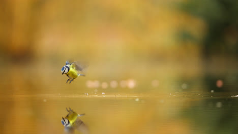 blue tit landing on water