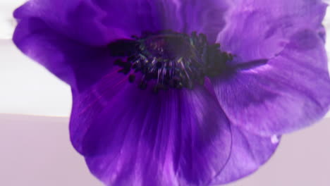 purple anemones underwater