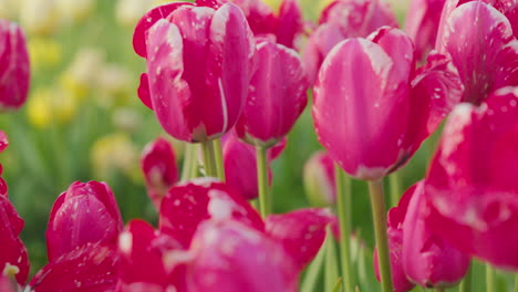 Eine-Nahaufnahme-Von-Rosa-Tulpen,-Die-In-Einem-Tulpenfeld-In-Den-Niederlanden-Blühen