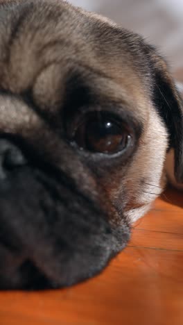 close-up of a pug