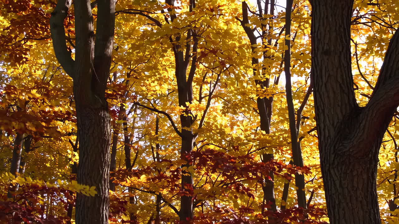 escena del bosque de otoño