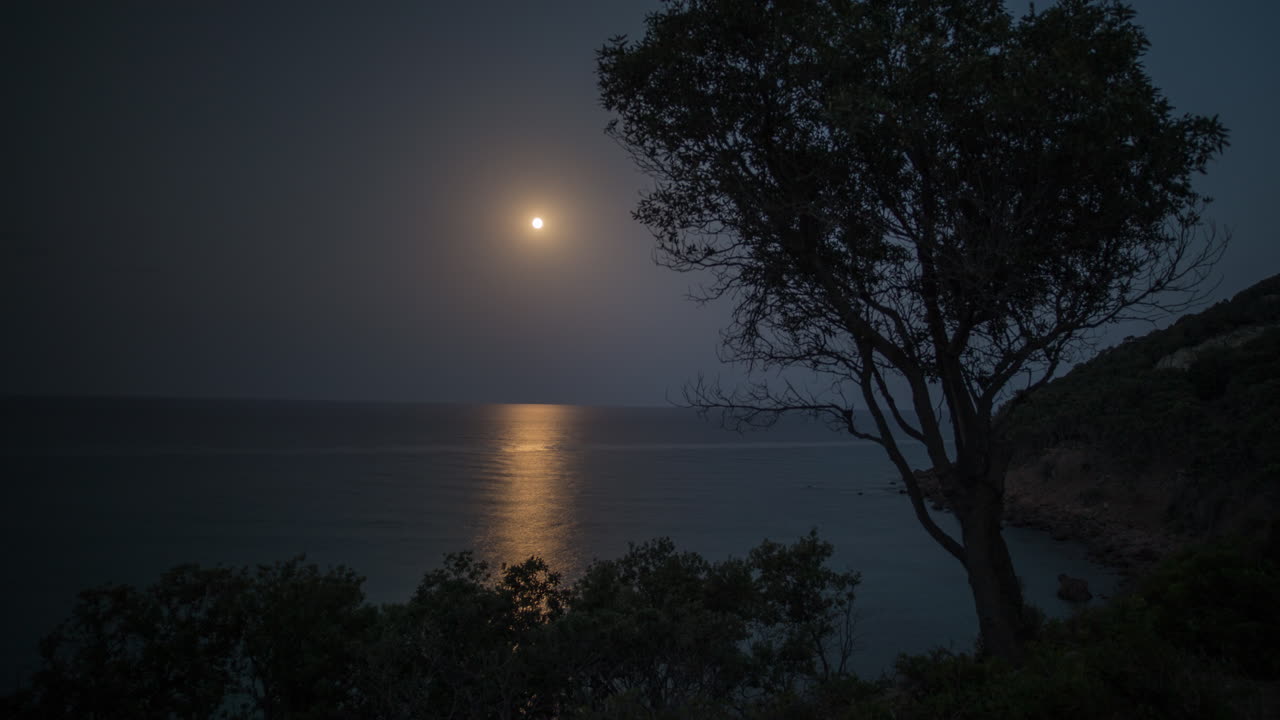 Moon Tree 4K 03
