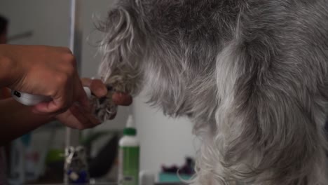 dog groomer uses nail grinder on small dog, close-up