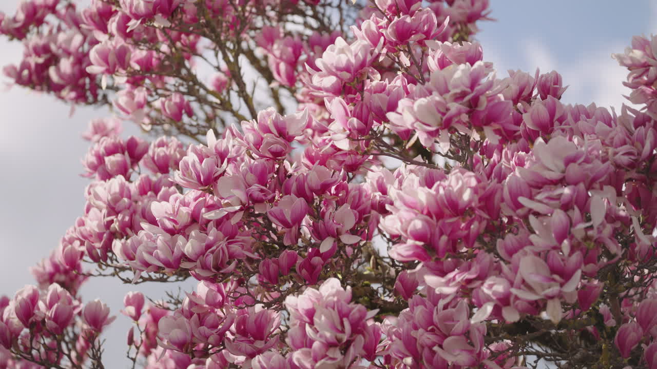 las flores de un árbol de magnolia en primavera