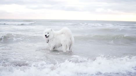 Cute-samoyed-dog-is-playing-with-waves-in-the-ocean-or-sea.-Slow-Motion-shot