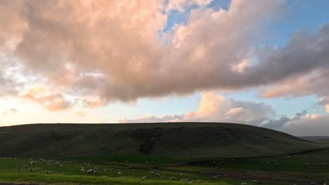 sheep grazing on grassy hills under a colorful sky