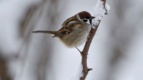 sparrow perched on a snow-covered branch in winter