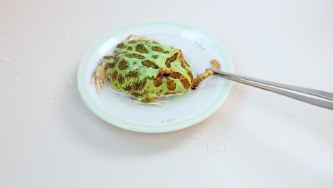 a horned frog is fed using tongs on a white plate under bright lighting, showcasing its feeding behavior