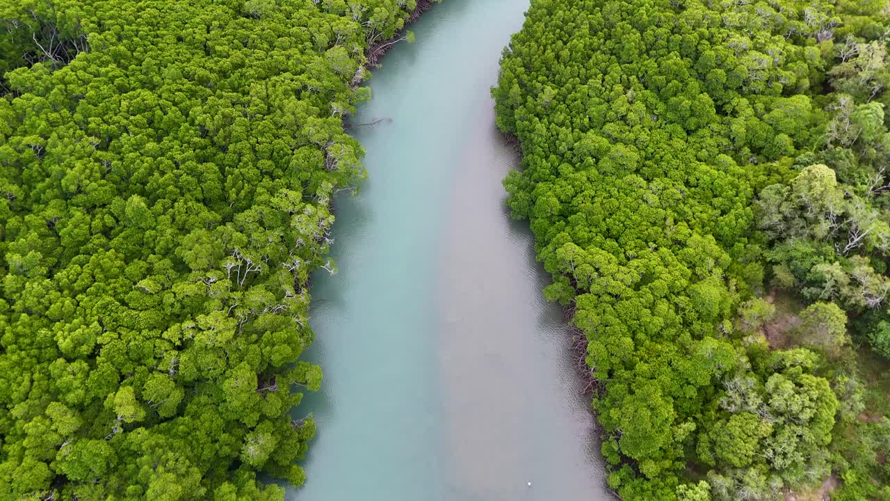 Drone footage captures lush mangroves and winding river in Port Douglas, Australia, showcasing vibrant greenery and serene waterway