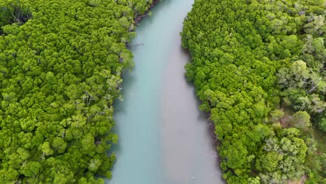 drone footage captures lush mangroves and winding river in port douglas, australia, showcasing vibrant greenery and serene waterway