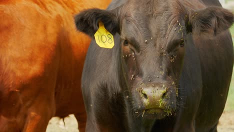 black cow whipping head in and looking into camera with one red haired ginger cow looking serious into camera with flies flying around their faces