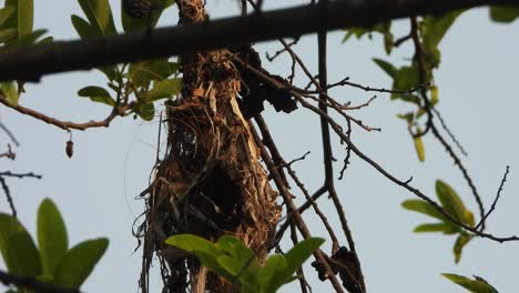 Hummingbird-in-nest--relaxing--green-