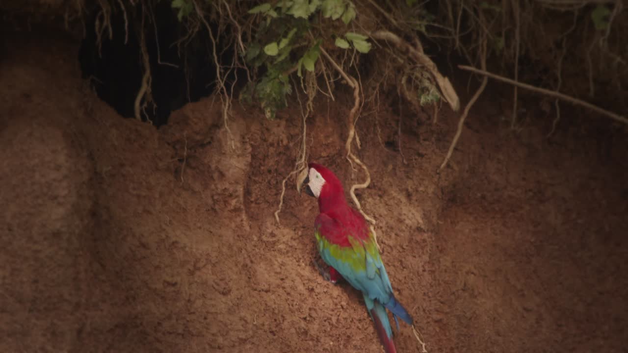 un solo guacamayo escarlata comiendo barro en la arcilla de chuncho que es un suplemento mineral para su dieta
