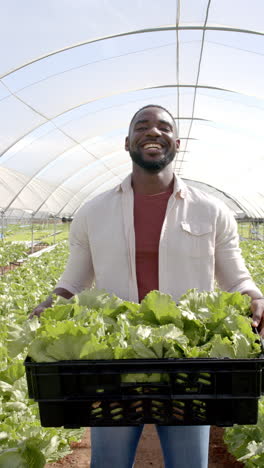 vertical video: smiling farmer holding crate of fresh lettuce in hydroponic greenhouse