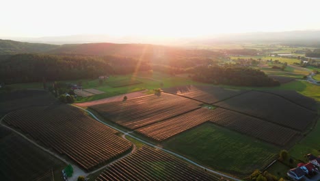 Stunning-drone-footage-of-vineyards-covered-with-protective-nets-against-hail,-with-rolling-hills-in-the-background