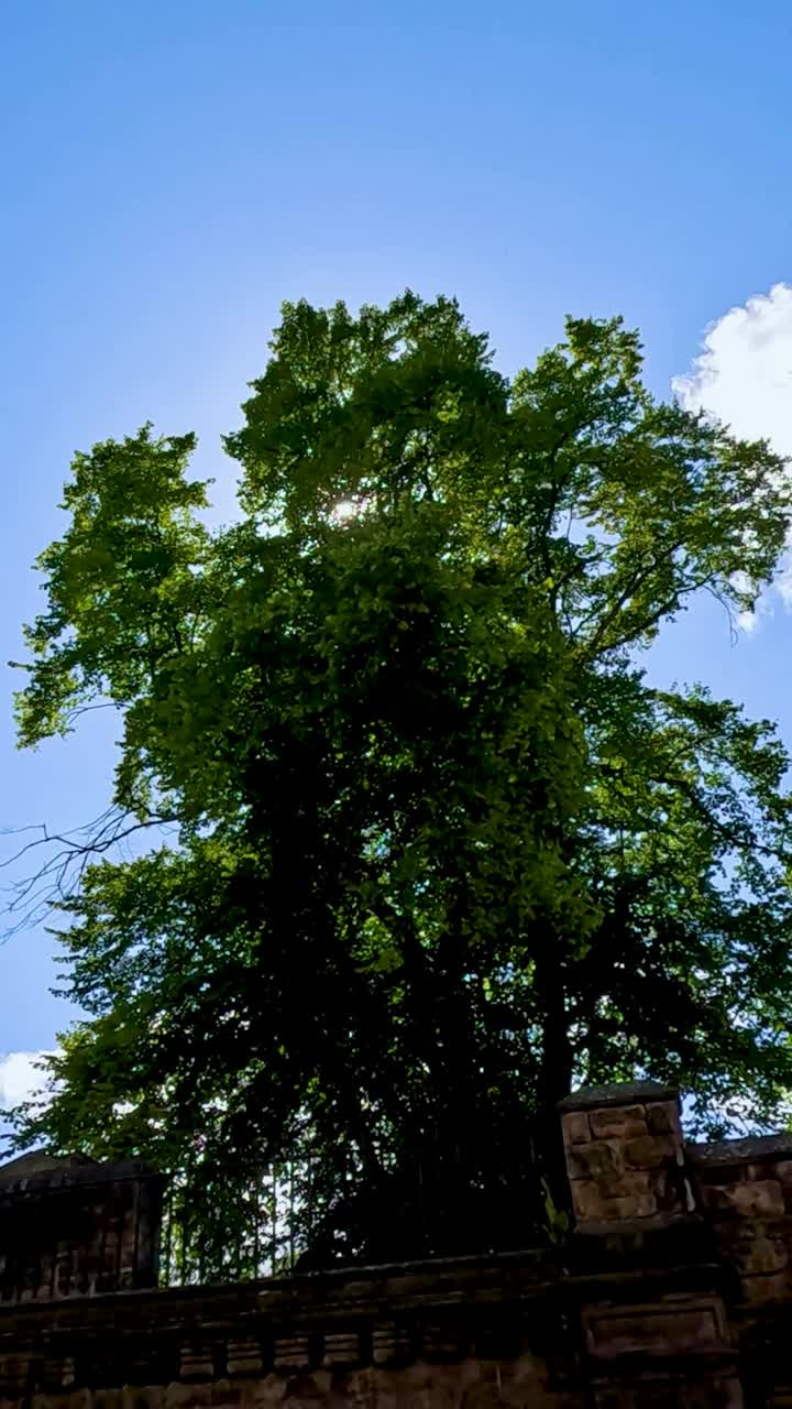 Sunlight through trees in historic Edinburgh courtyard