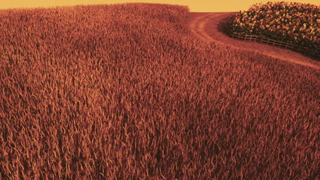 gold wheat field at sunset landscape