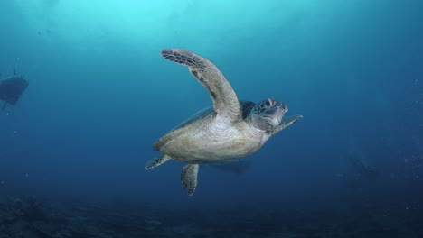 tortuga marina curiosa nadando hacia un grupo de buzos en el agua azul del océano
